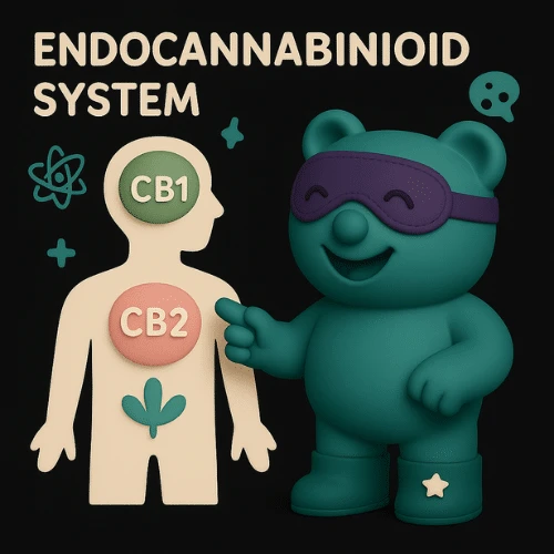 How Does CBN work in the body