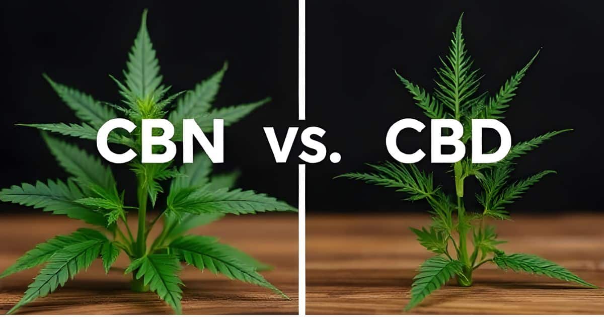 cbn vs cbd