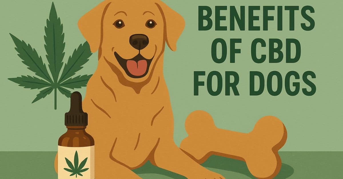 happy golden Labrador sitting beside a CBD oil bottle, hemp leaf, and dog bone, with the text "Benefits of CBD for Dogs" on a green background