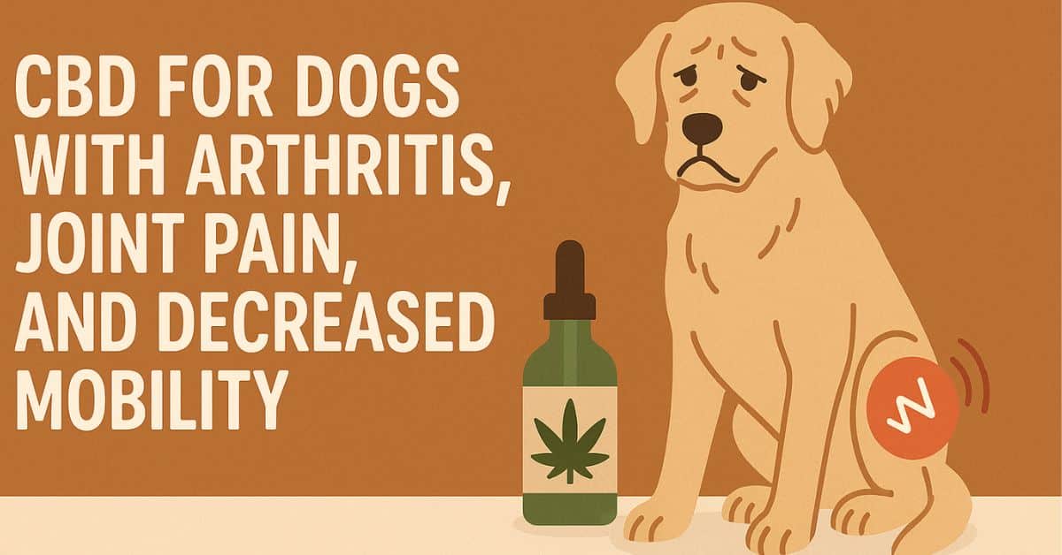 a sad older dog with a red joint pain symbol on its hind leg, sitting beside a CBD oil bottle. The background includes bold white text reading "CBD for Dogs with Arthritis, Joint Pain, and Decreased Mobility" on a warm earthy backdrop