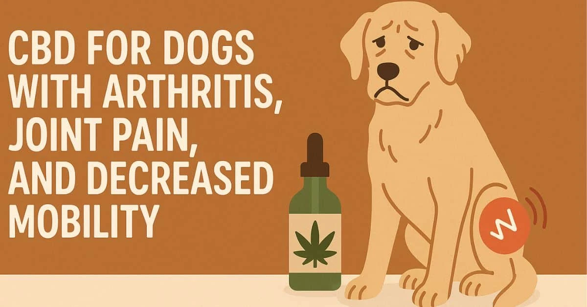 a sad older dog with a red joint pain symbol on its hind leg, sitting beside a CBD oil bottle. The background includes bold white text reading "CBD for Dogs with Arthritis, Joint Pain, and Decreased Mobility" on a warm earthy backdrop