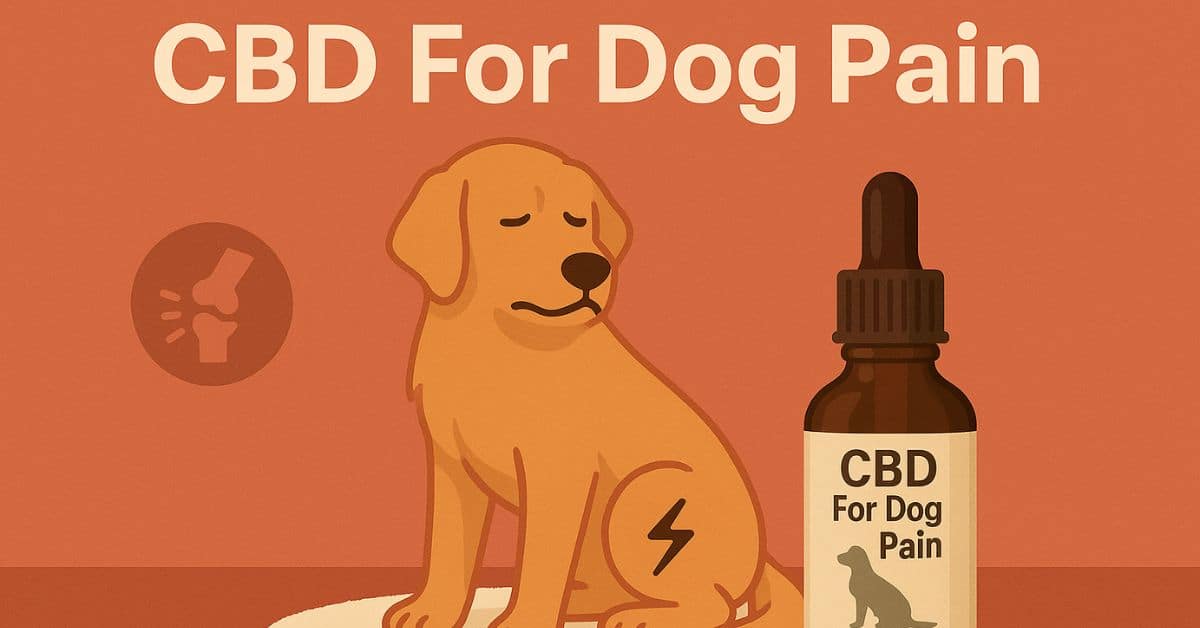 dog with a pain symbol on its leg, sitting beside a labeled CBD oil bottle, with the text "CBD For Dog Pain" on a warm orange background