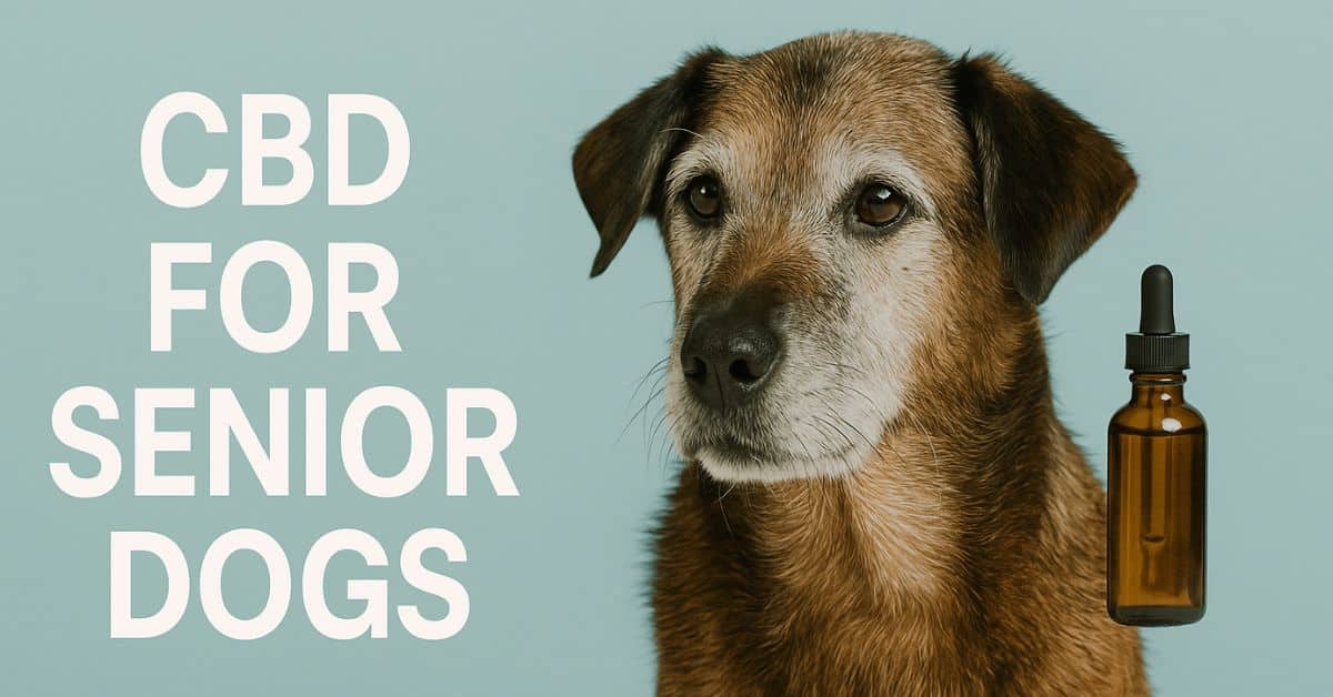 image featuring a senior dog with graying fur, a CBD oil dropper bottle, and bold white text reading “CBD For Senior Dogs” against a soft teal background