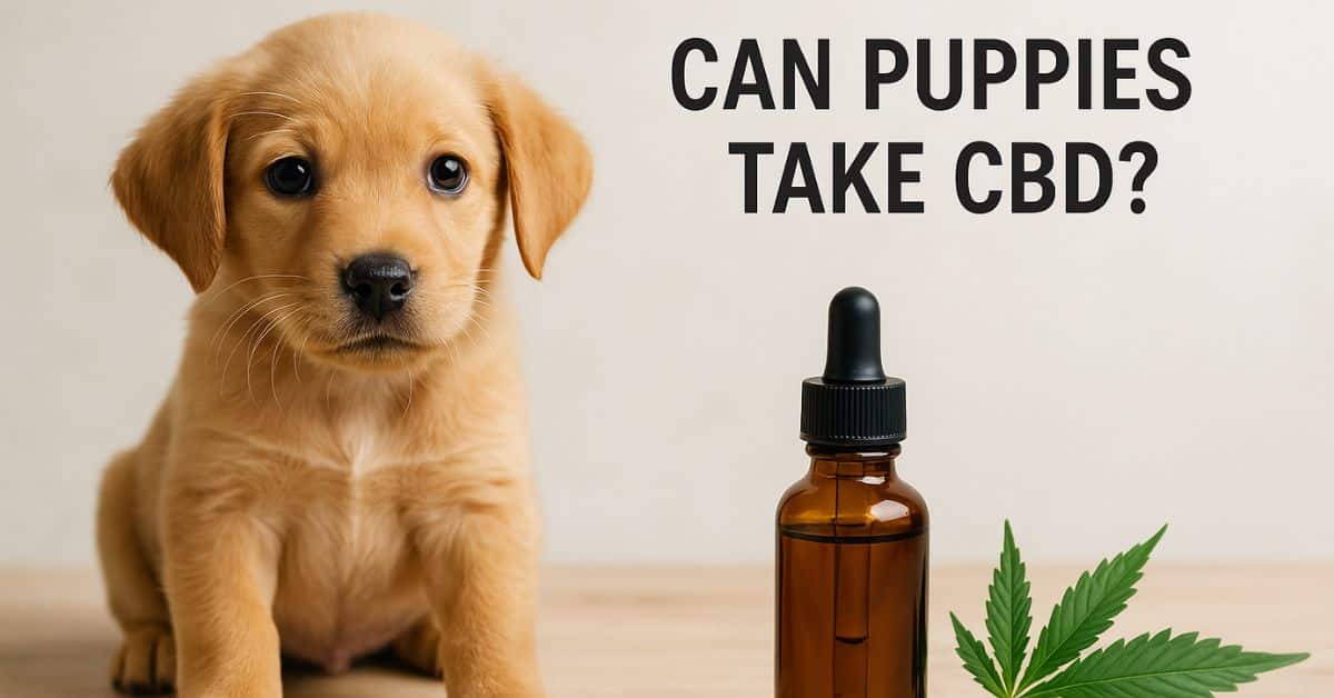 Golden puppy sitting next to a CBD oil dropper bottle and cannabis leaf with the text "Can Puppies Take CBD?" in the background