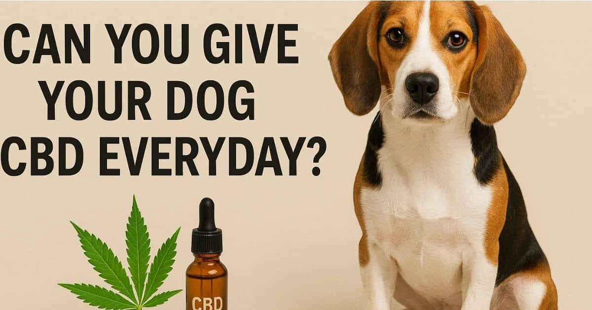Beagle dog sitting beside a CBD oil bottle and cannabis leaf with the text “Can You Give Your Dog CBD Everyday?”