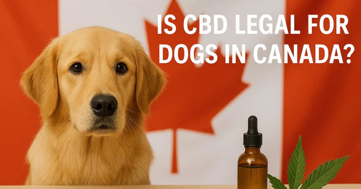 Golden retriever with Canadian flag in background, sitting beside CBD oil and a cannabis leaf, symbolizing the legality of CBD for dogs in Canada