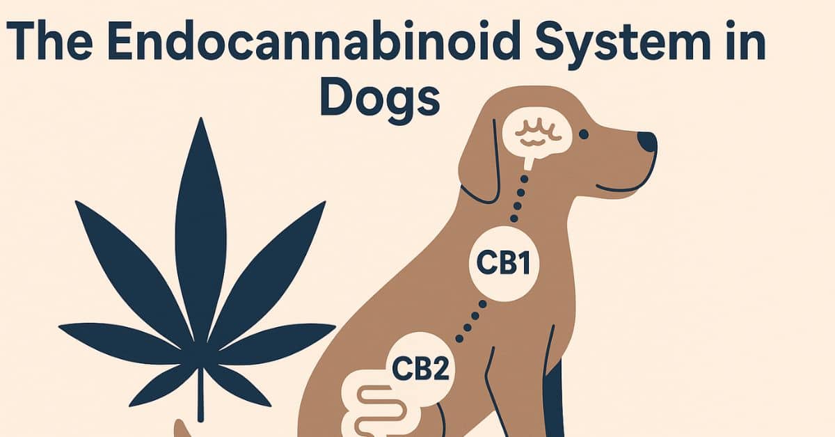 Happy golden retriever sitting on grass with soft sunlight, representing canine wellness and balance through the endocannabinoid system (ECS) and CBD support.